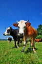 Cows on a summer pasture