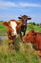 Cows on a summer pasture