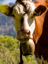 Cows on a summer pasture Royalty Free Stock Photo