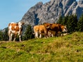 Cows on a summer pasture Royalty Free Stock Photo