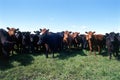 Cows on a summer pasture, hereford pampa argentina Royalty Free Stock Photo