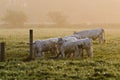 Cows in sun