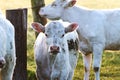 Cows in sun Royalty Free Stock Photo