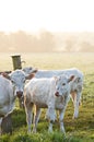 Cows in sun Royalty Free Stock Photo