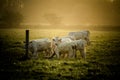 Cows in sun Royalty Free Stock Photo