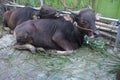Cow sunbathing Royalty Free Stock Photo