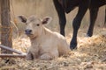 Cows sunbathing on the farm.