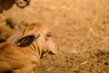 Cows sunbathing on the farm. Royalty Free Stock Photo