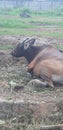 cows sunbathing in the morning.