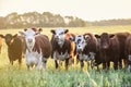 Cows at sunset , Argentina Royalty Free Stock Photo