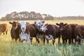 Cows at sunset , Argentina Royalty Free Stock Photo