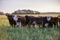 Cows at sunset , Argentina Royalty Free Stock Photo