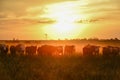 Cows at sunset , Argentina Royalty Free Stock Photo