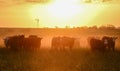 Cows at sunset , Argentina Royalty Free Stock Photo