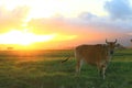 Cows and sunset Royalty Free Stock Photo
