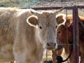 Cows in the sunshine