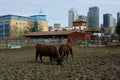 Cows at Surrey Docks City Farm, Rotherhithe, London.UK