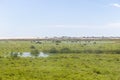 Cows in a swamp on a farm in Lagoa do Peixe National Park Royalty Free Stock Photo