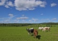 Cows in swedish field Royalty Free Stock Photo