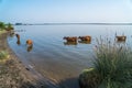 Cows swim in Paliastomi lake, Samegrelo, Geogria Royalty Free Stock Photo
