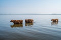 Cows swim in Paliastomi lake, Samegrelo, Geogria Royalty Free Stock Photo