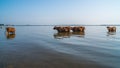 Cows swim in Paliastomi lake, Samegrelo, Geogria Royalty Free Stock Photo