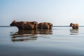 Cows swim in Paliastomi lake, Samegrelo, Geogria Royalty Free Stock Photo