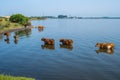 Cows swim in Paliastomi lake, Samegrelo, Geogria Royalty Free Stock Photo