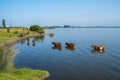 Cows swim in Paliastomi lake, Samegrelo, Geogria