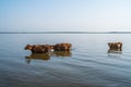 Cows swim in Paliastomi lake, Samegrelo, Geogria Royalty Free Stock Photo