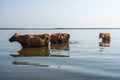 Cows swim in Paliastomi lake, Samegrelo, Geogria Royalty Free Stock Photo
