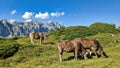 cows on a swiss alp. Hiking in the cantons of Uri and Glarus above the Klausen Pass. animals and mountains Royalty Free Stock Photo