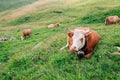 Cows with First Alps mountain in Grindelwald, Switzerland Royalty Free Stock Photo