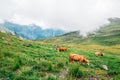 Cows with First Alps mountain in Grindelwald, Switzerland Royalty Free Stock Photo