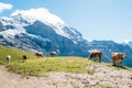 Cows and Swiss Alps mountain at Jungfrau region in Switzerland Royalty Free Stock Photo