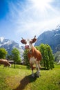 Cows in Switzerland mountains Royalty Free Stock Photo