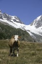 Cows in the Switzerland mountains Royalty Free Stock Photo