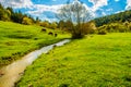 Cows in the Tableland in Turkey Bolu