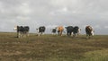 Cows in Cliffs of mother in republic of ireland