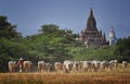 The Cows and the Temple Royalty Free Stock Photo