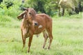 Cows in thailand,artificial insemination fertilization