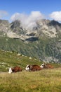 3 cows with their bell slept in a meadow Royalty Free Stock Photo