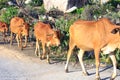 Cows are on their way to pastures