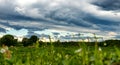 Cows and a threatening cloudy sky. Menacing clouds above the landscape Royalty Free Stock Photo