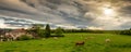 Cows and a threatening cloudy sky. Menacing clouds above landscape Royalty Free Stock Photo