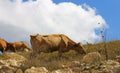 Cows on ths summer meadow against blue sky Royalty Free Stock Photo