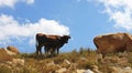 Cows on ths summer meadow against blue sky Royalty Free Stock Photo