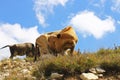 Cows on ths summer meadow against blue sky Royalty Free Stock Photo