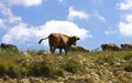 Cows on ths summer meadow against blue sky Royalty Free Stock Photo