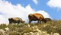 Cows on ths summer meadow against blue sky Royalty Free Stock Photo